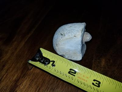 possible fossil 2