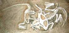 Velociraptor locked in mortal combat with a protoceratops.