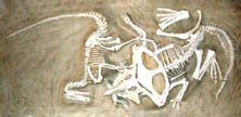 This is a famous fossil showing a protoceratops locked i.n mortal combat with a velociraptor.