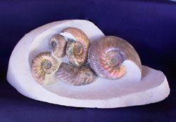 russian ammonites
