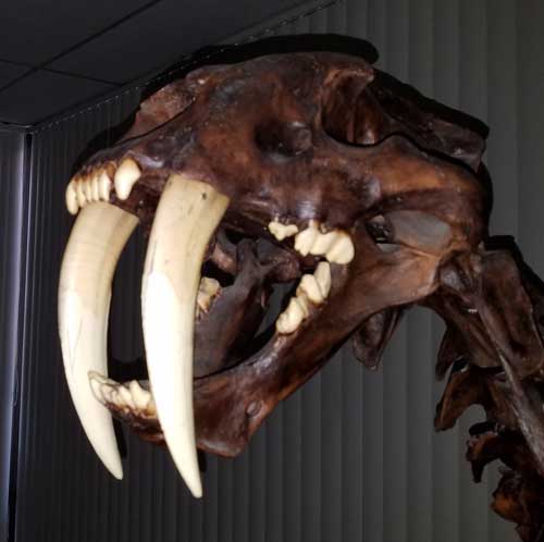 Saber Tooth Skull