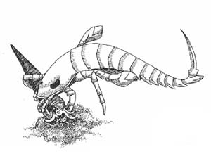 euripterid attacking an orthoceras in the silurian sea