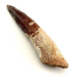 spinosaurus tooth from Morocco