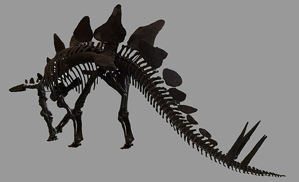 Stegosaurus skeleton