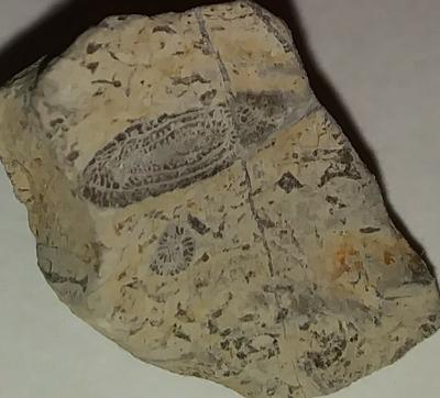 Fossiliferous Limestone