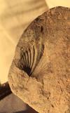 Valley of Fire Leaf Fossil