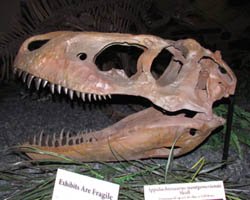 A small trannasaurid skull from the Dinosaur Discovery Center, Woodland Park, Colorado.