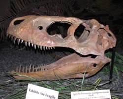 tyrannosaurid skull from Woodland Park, CO