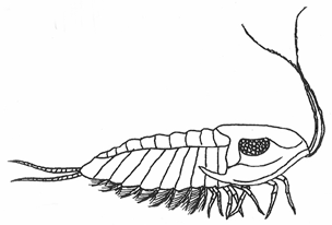 Trilobite Drawing