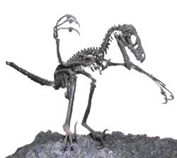 Velociraptor Skeleton