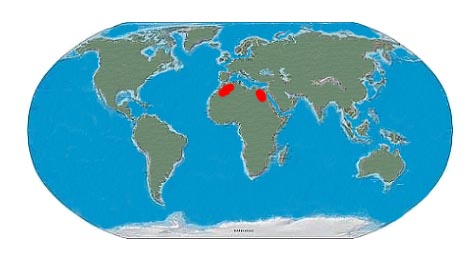 spinosaurus fossil locations